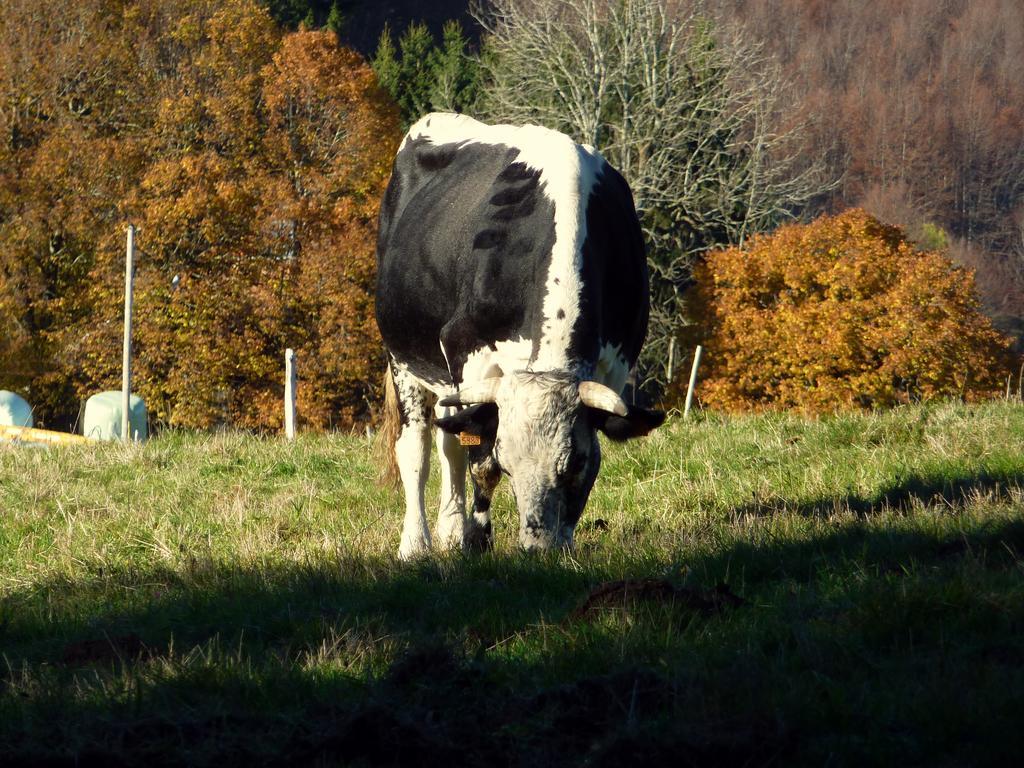 Gite Schlitteur Et Sapiniere Breitenbach Buitenkant foto