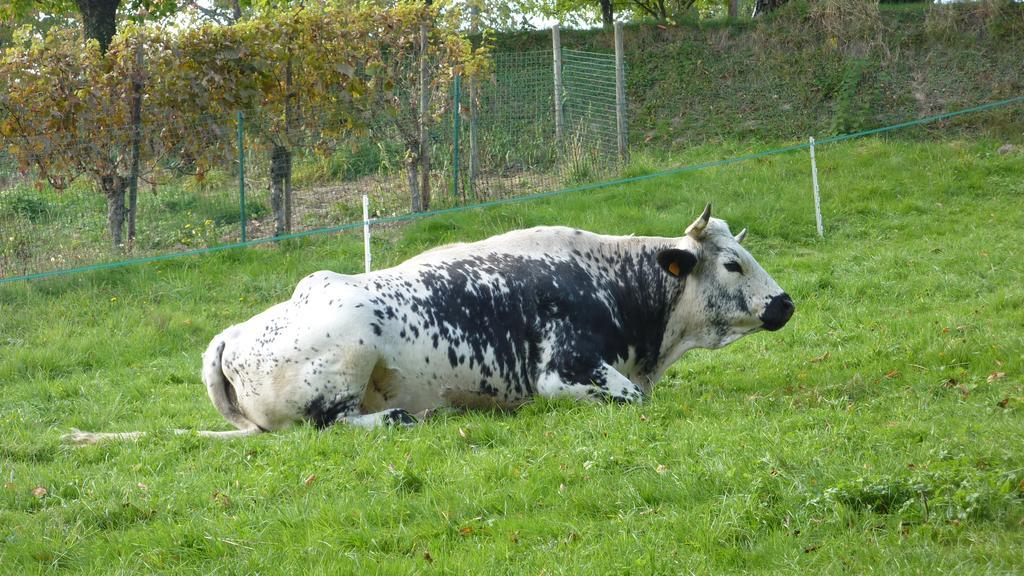 Gite Schlitteur Et Sapiniere Breitenbach Buitenkant foto